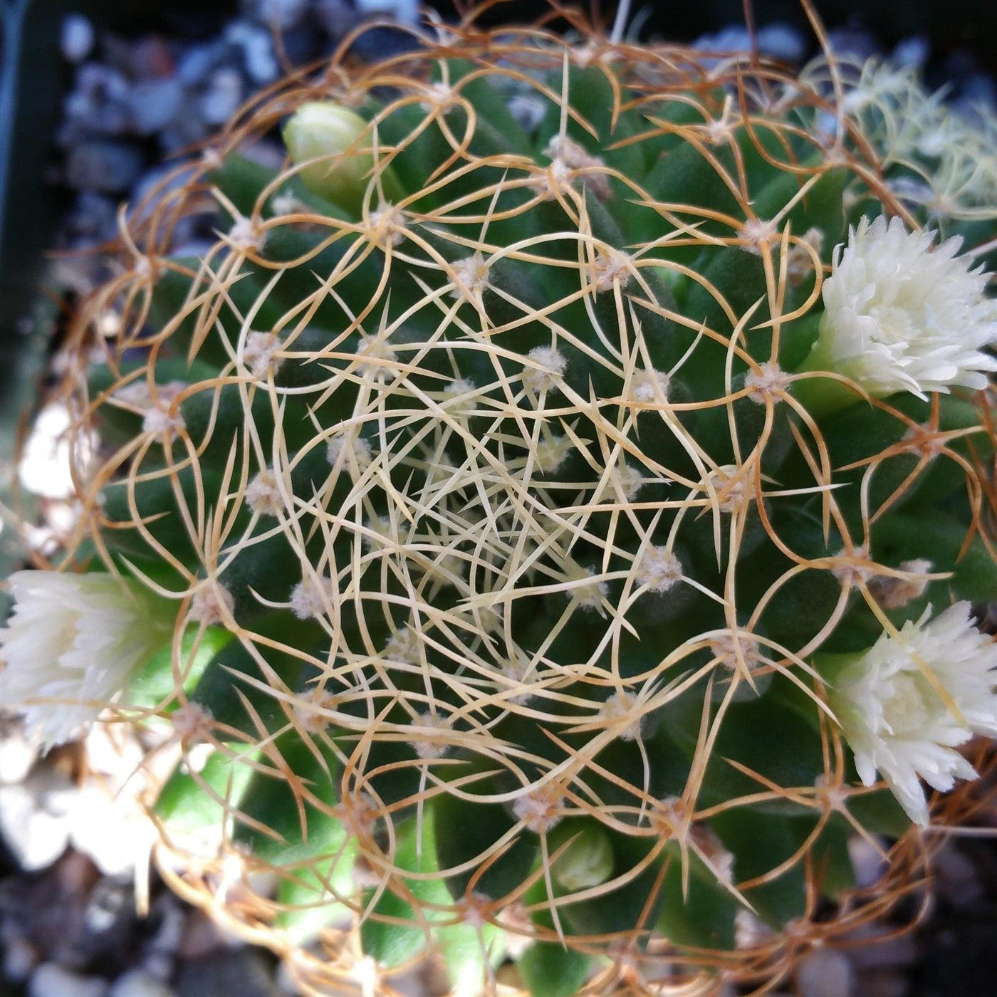 Mammillaria camptotricha marnier 4