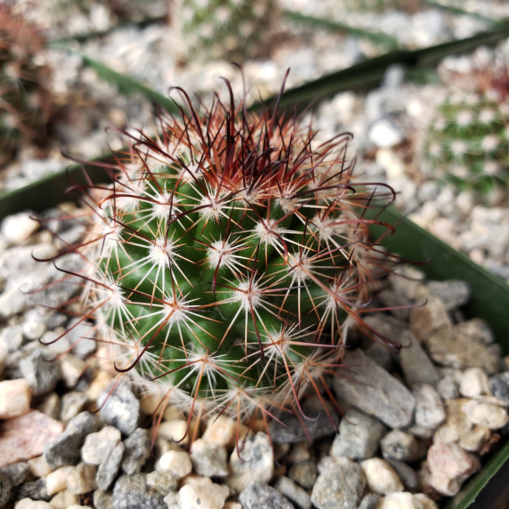 Mammillaria tenango del valle