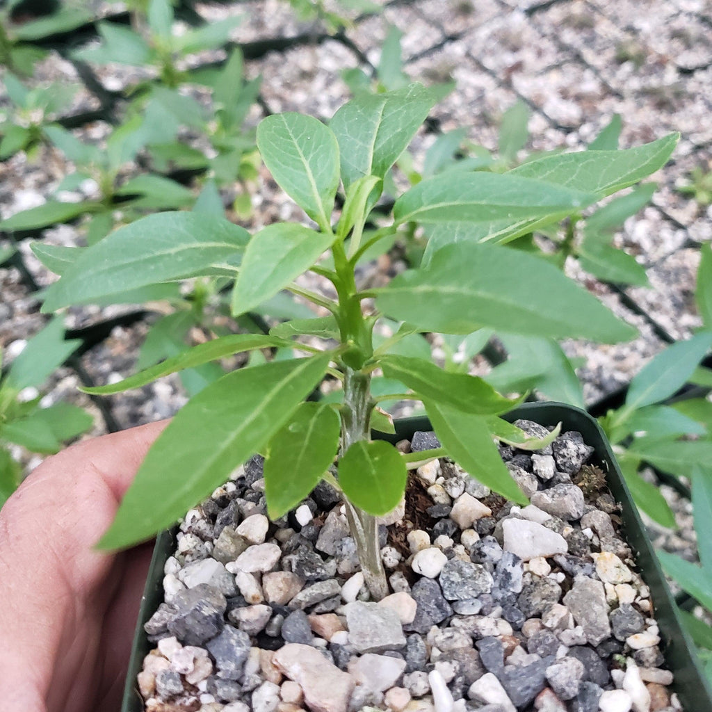 Fouquieria macdougalii