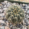 Gymnocalycium stellatum asterium