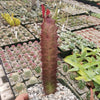 African Milk Tree - Euphorbia trigona &