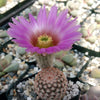 Echinocereus reichenbachii v. minor