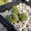 Crassula Columella