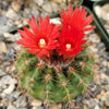 Parodia tredecimcostata