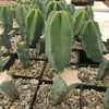 Myrtillocactus geometrizans trimmed