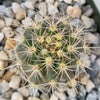 Ferocactus flavovirens