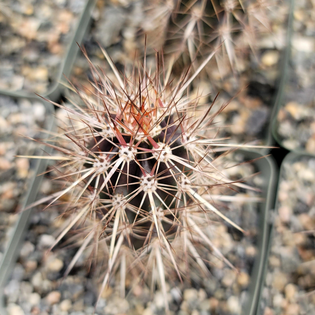 Stenocereus machaerocereus eruca