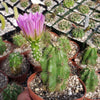 Echinocereus Enneacanthus Strawberry Cactus