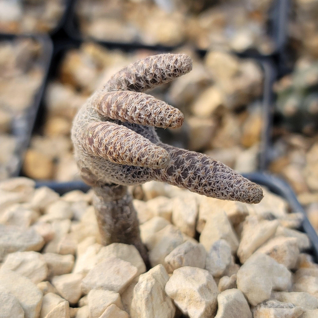 Puna clavarioides (Maihueniopsis clavarioides)