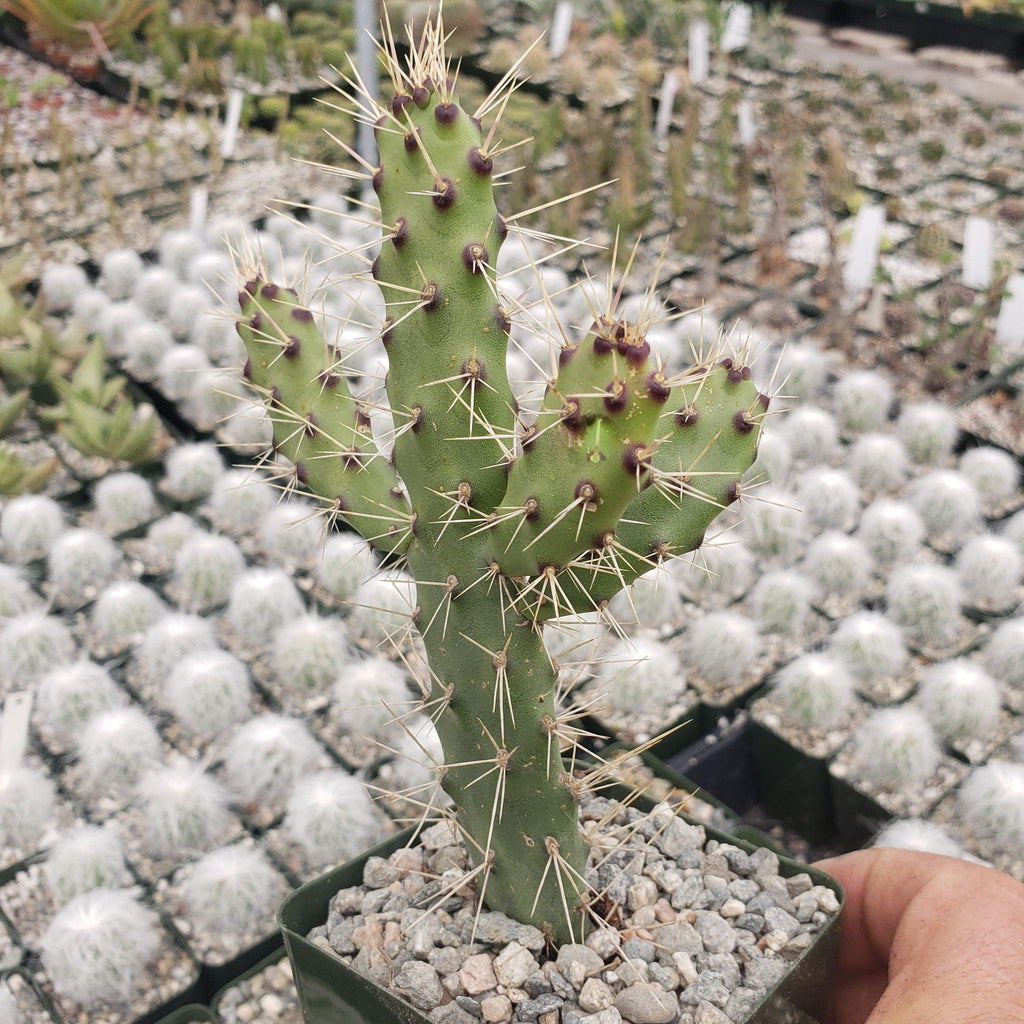 Opuntia consolea falcata cutting