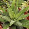 Haworthia attenuata concolor