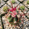 Ferocactus rectispinus