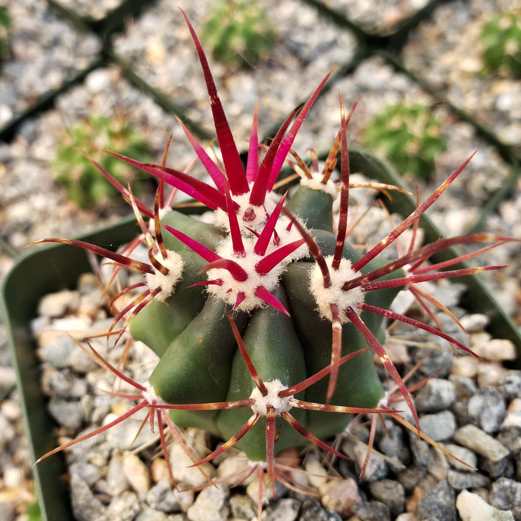 Ferocactus rectispinus