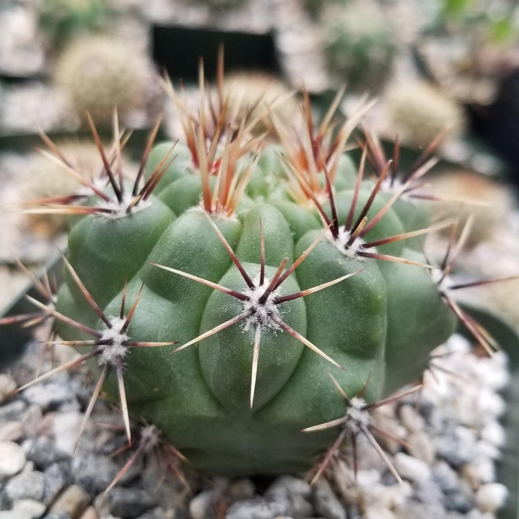 Gymnocalycium achirasense v. orientale