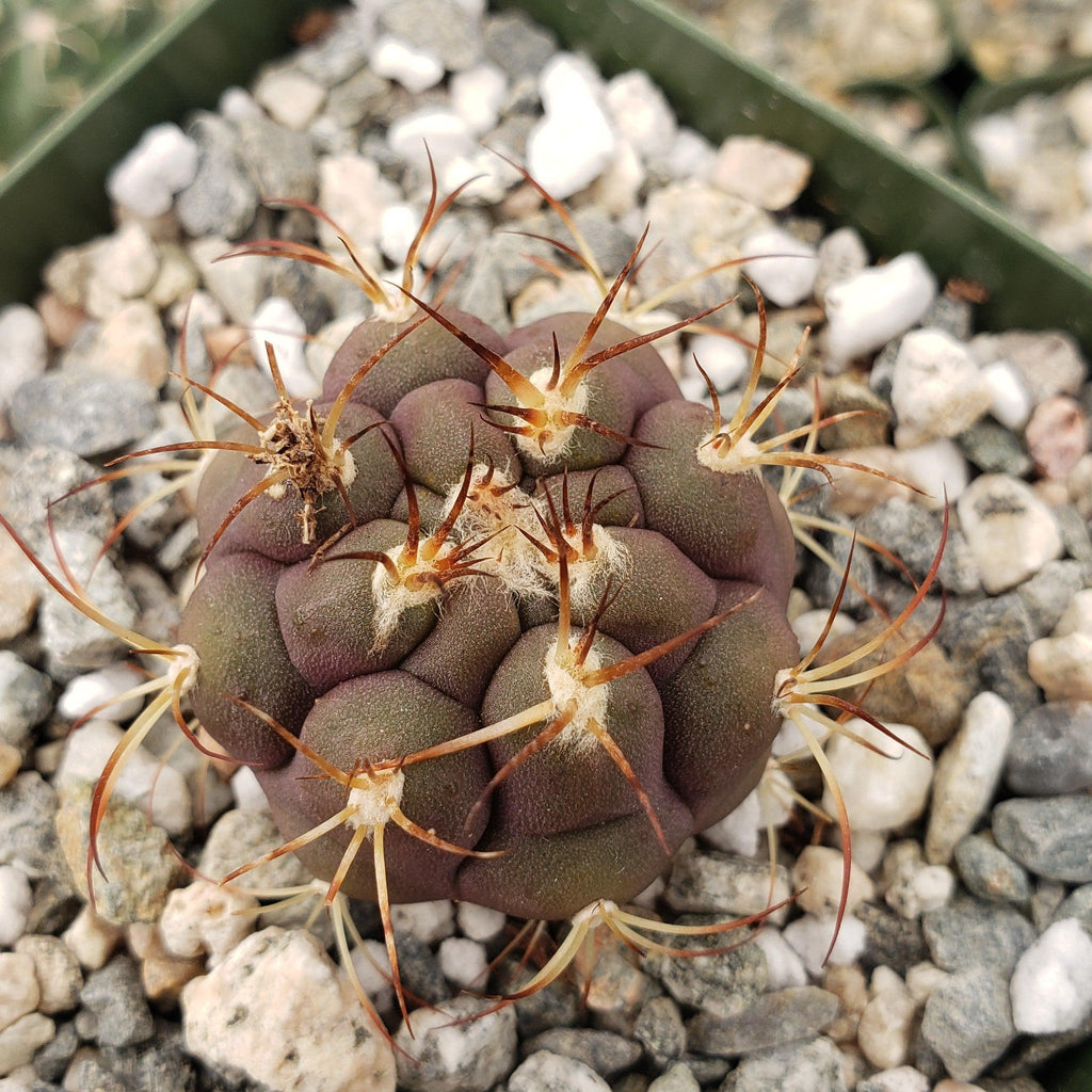 Gymnocalycium pflanzii albipulpa