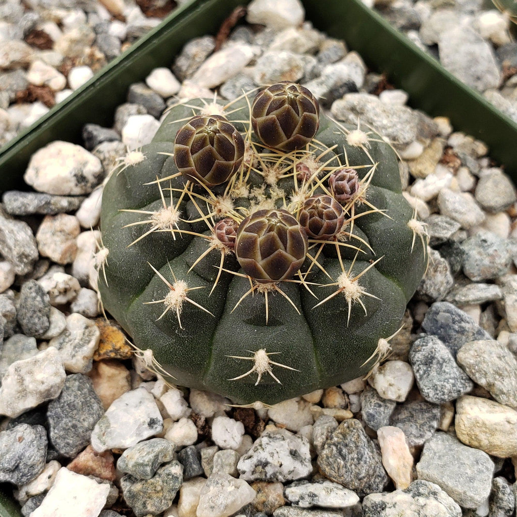 Gymnocalycium schatzlianum mackieanus