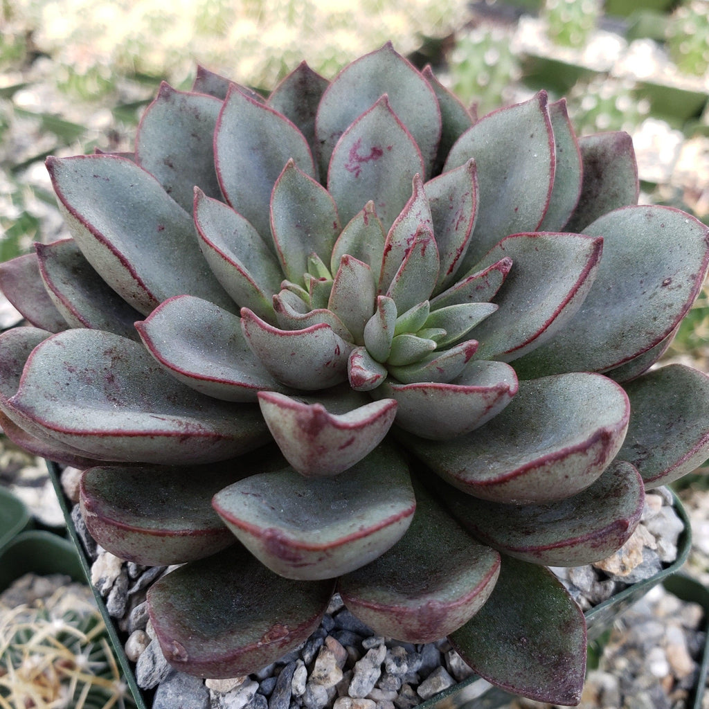 Echeveria moranii