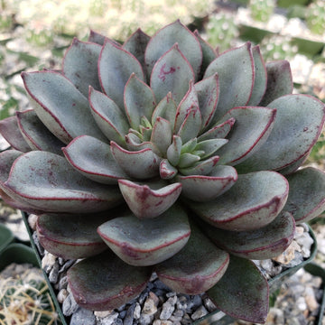 succulent morsel Echeveria moranii – Planet Desert