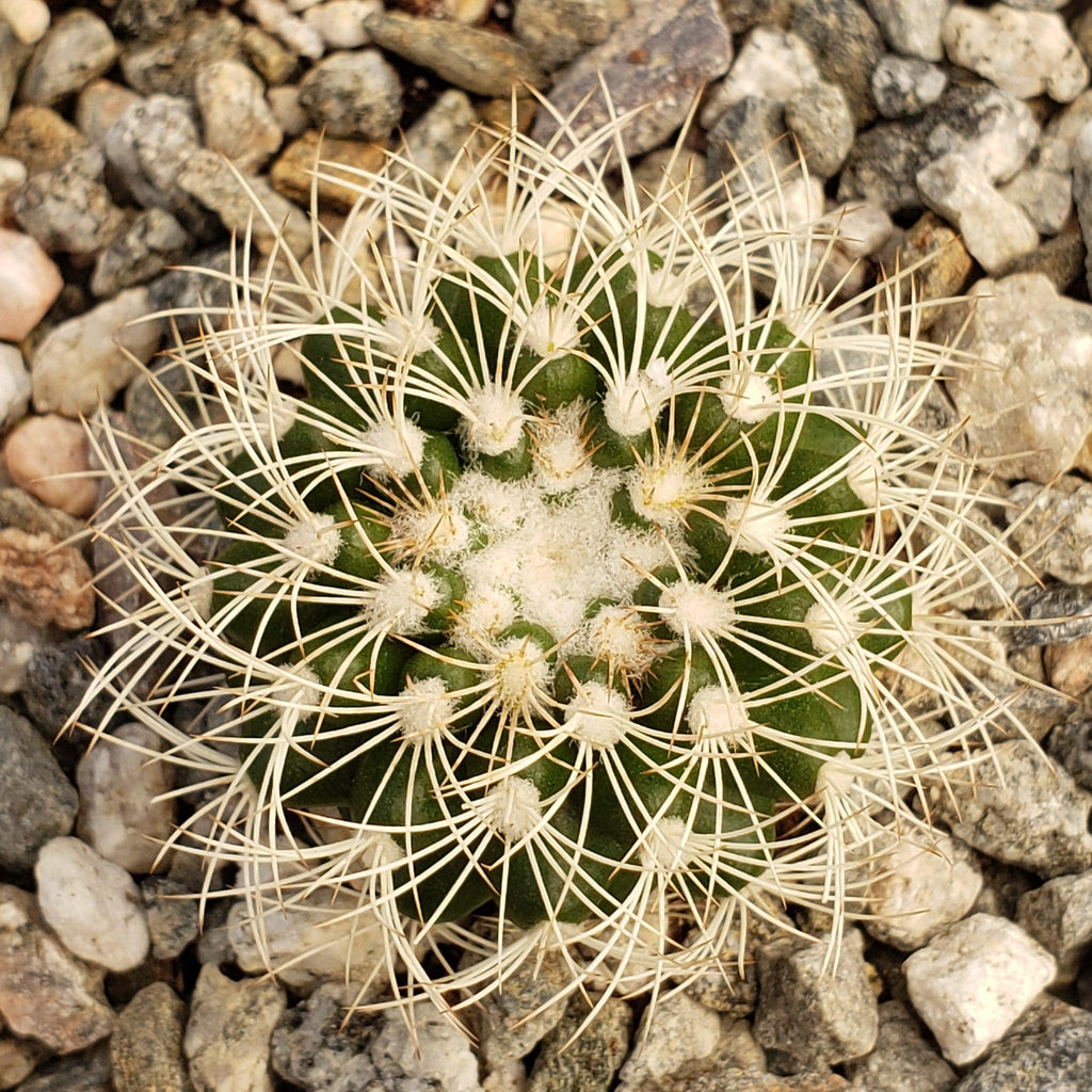 Discocactus arneispinus