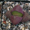 Pleiospilos nelii Royal Flush