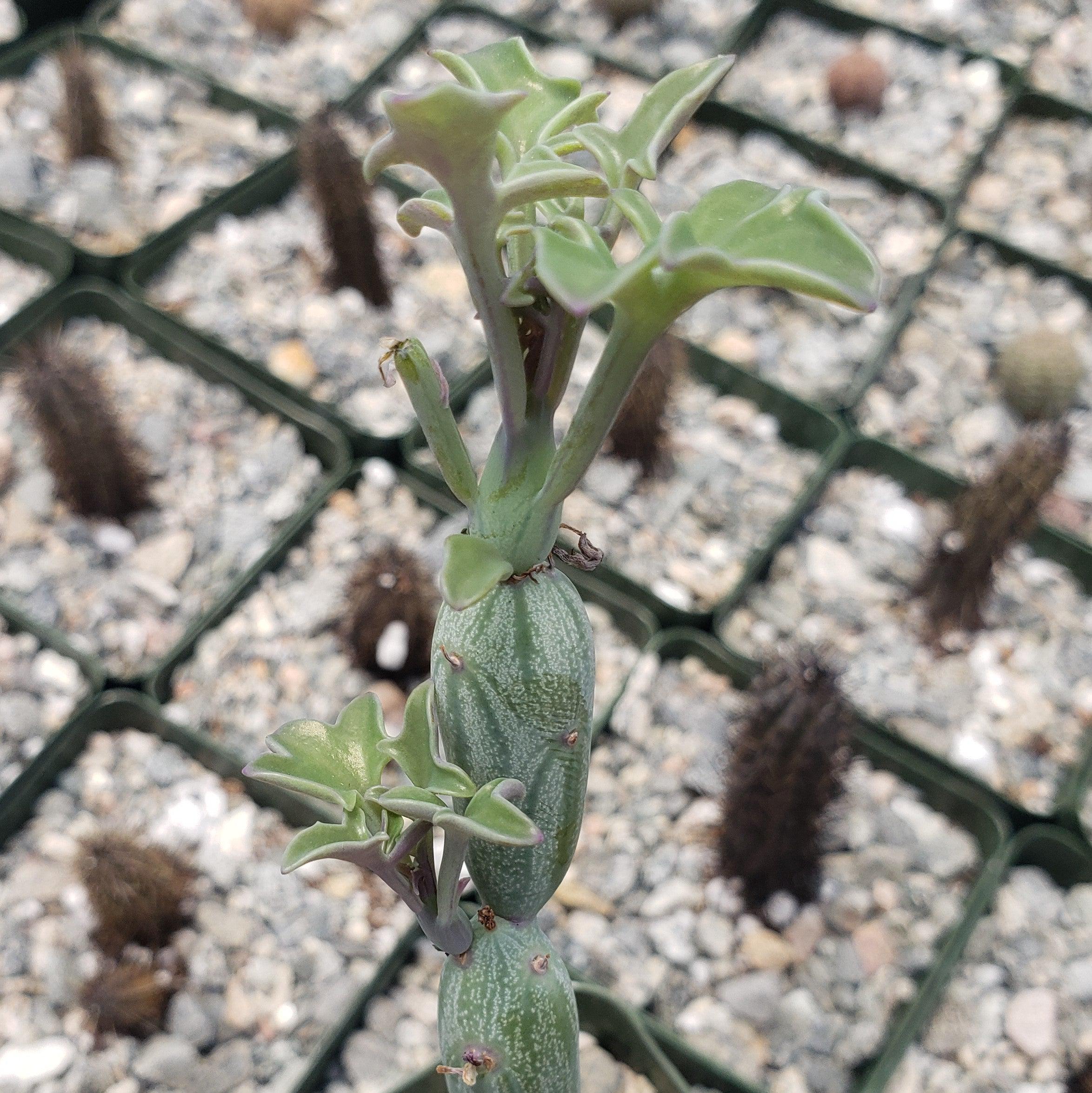 Senecio Articulatus