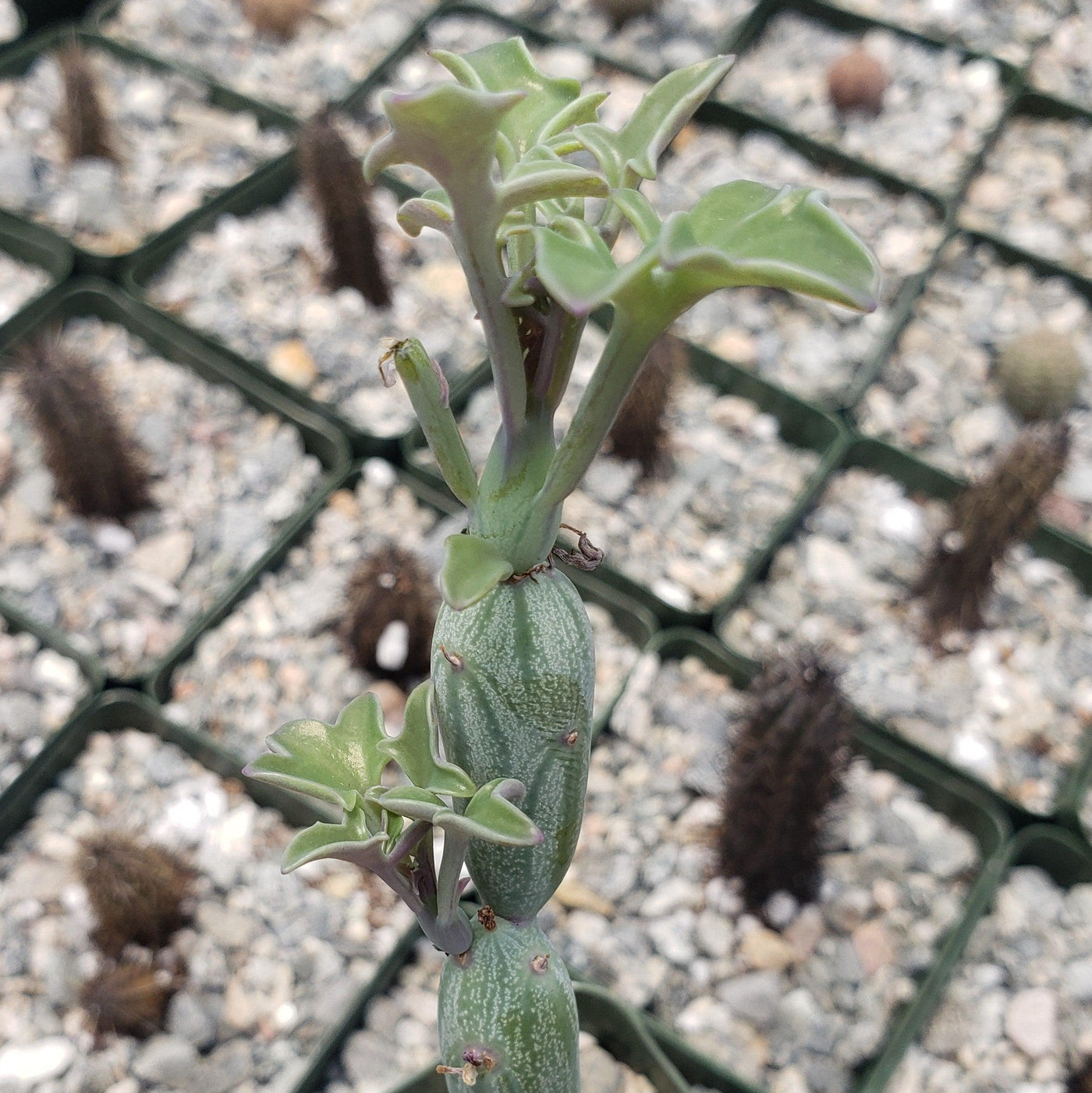 candle plant succulent care Senecio Articulatus