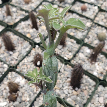 Senecio Articulatus 4