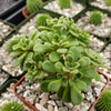 aeonium bethencourtianum