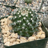 Mammillaria nejapensis silver arrows