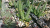Huernia bayeri