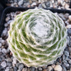 Cobweb Hens and Chicks - Sempervivum arachnoideum