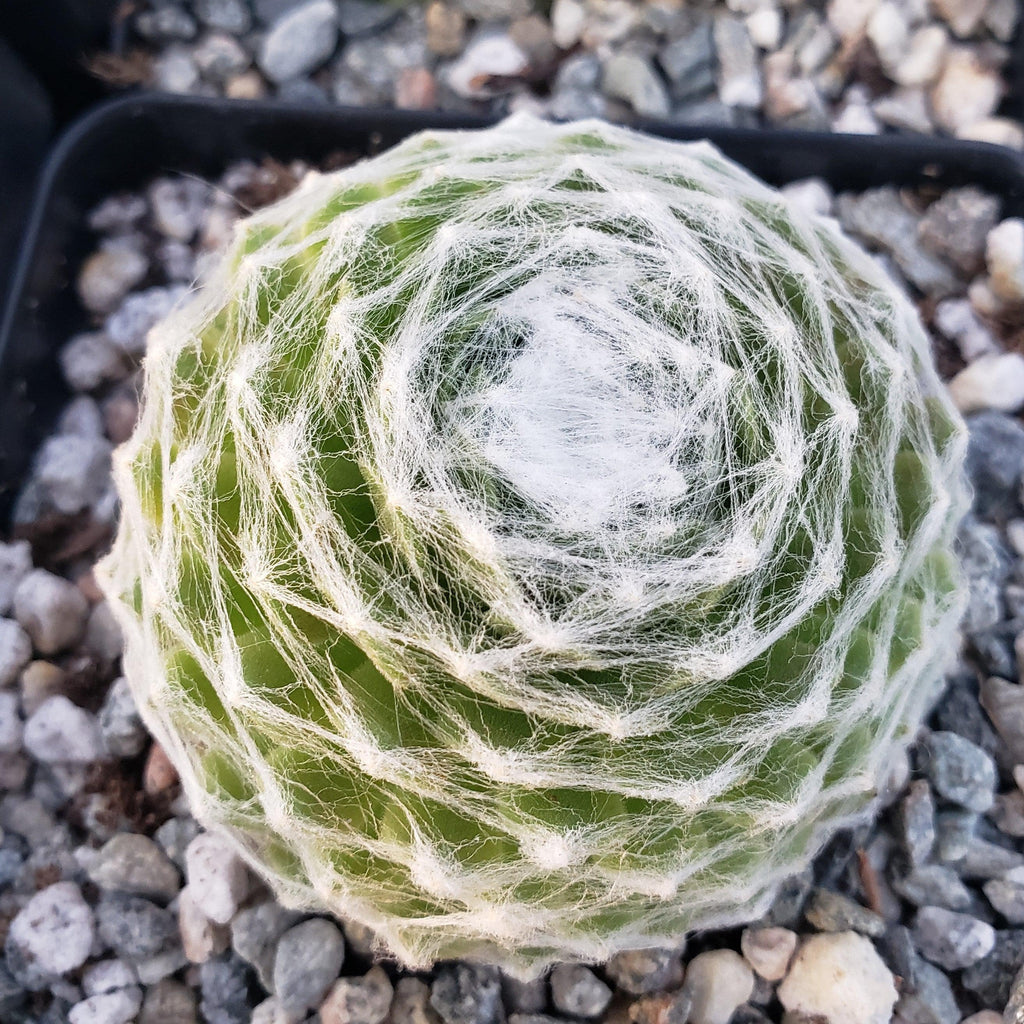 Cobweb Hens and Chicks - Sempervivum arachnoideum