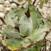 Agave titanota black and blue