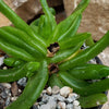 Glottiphyllum longum