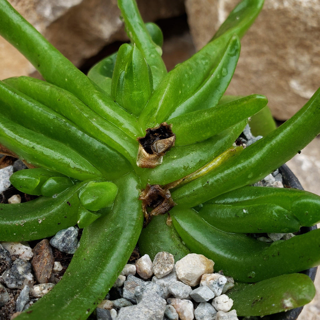 Glottiphyllum longum