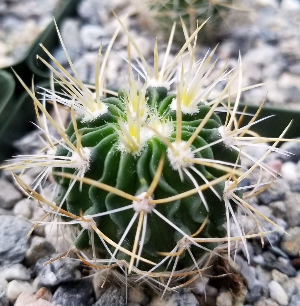 Echinofossulocactus longispinus
