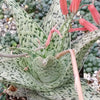 Aloe doran black