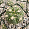 Gymnocalycium denudatum brasillense