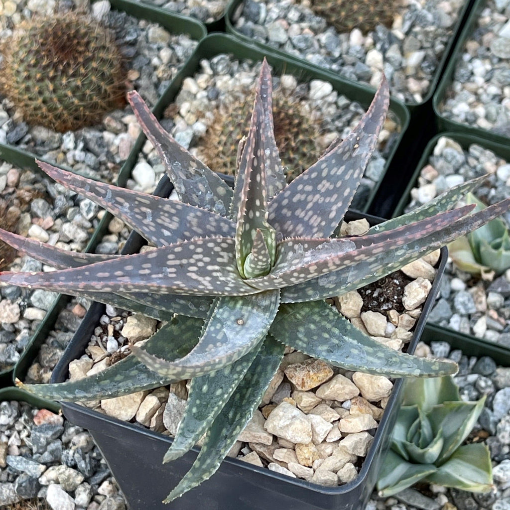Aloe pictifolia