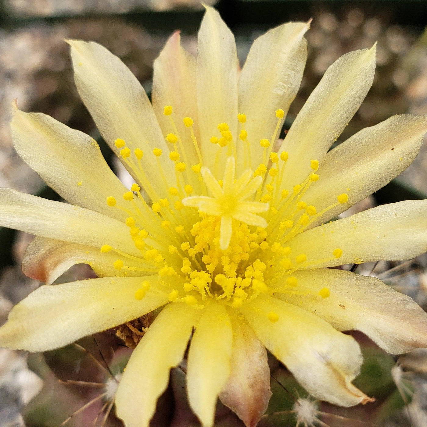 Copiapoa humilis paposoensis