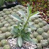 Adenium swazicun