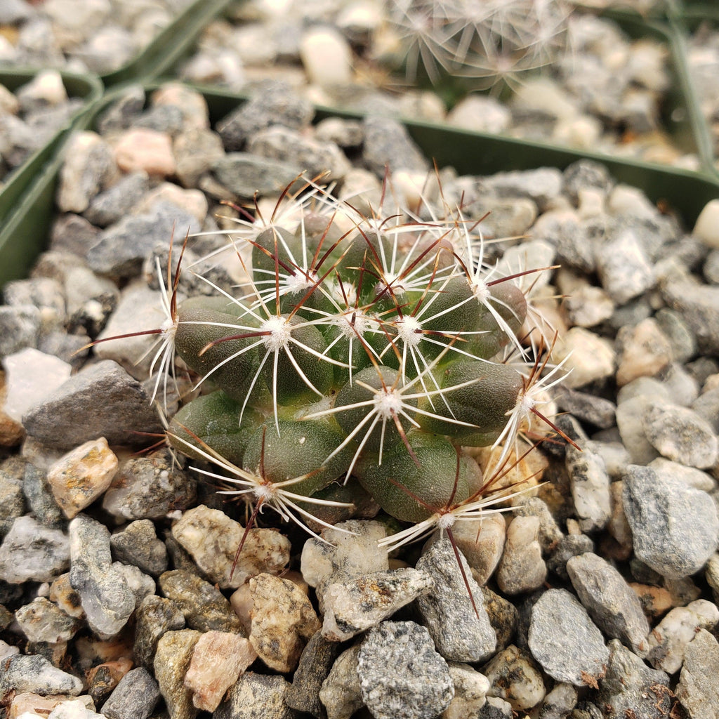 Mammillaria melaleuca