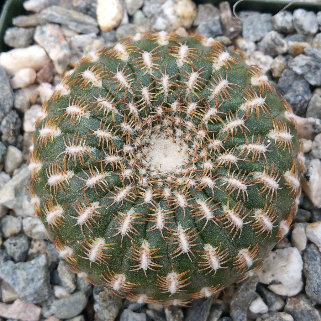 Sulcorebutia arenacea