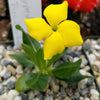 Pachypodium brevicaule