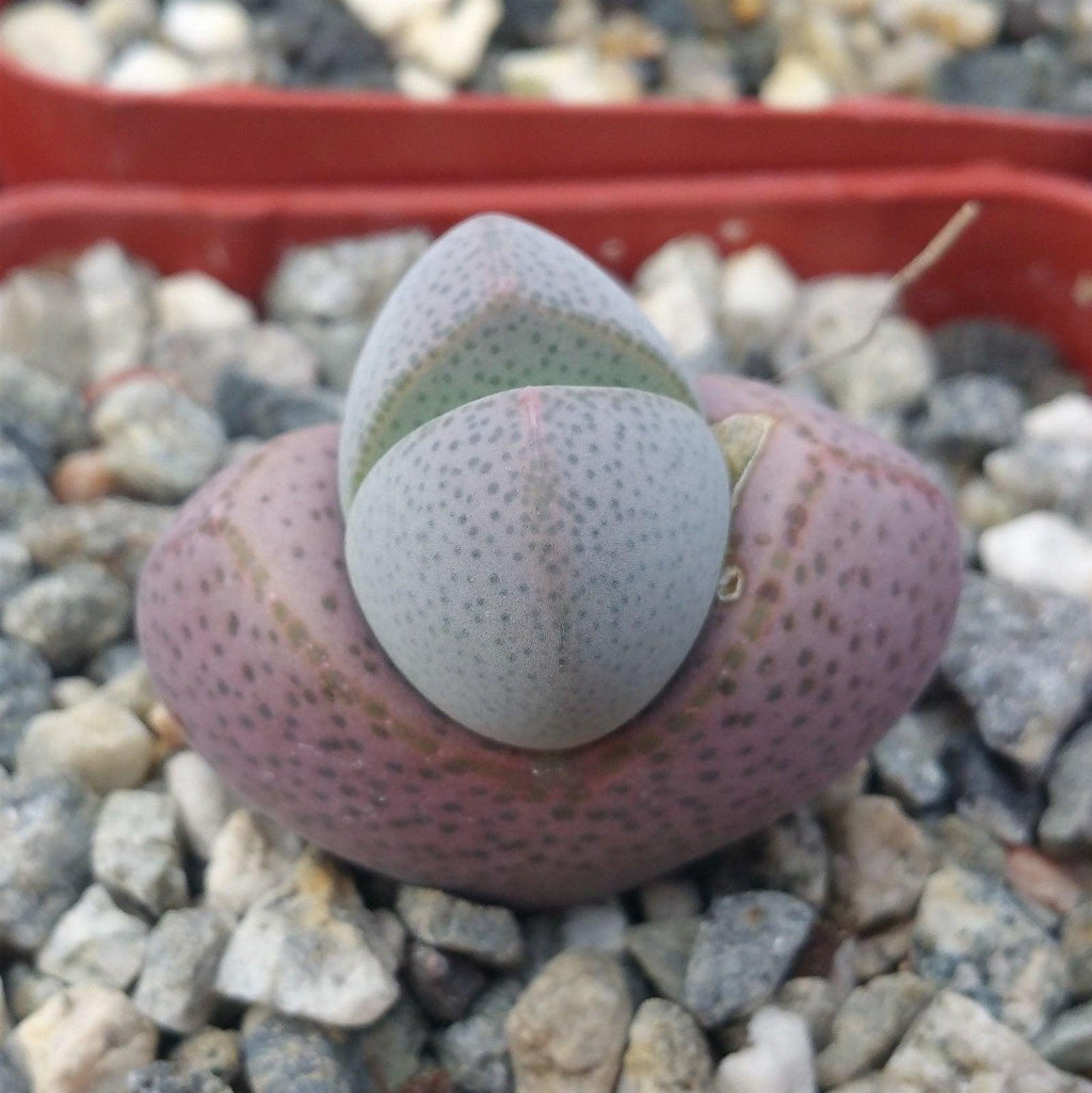 Dinteranthus microspermus puberulus