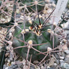 Gymnocalycium schickendantzii