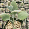 Kalanchoe Millotii