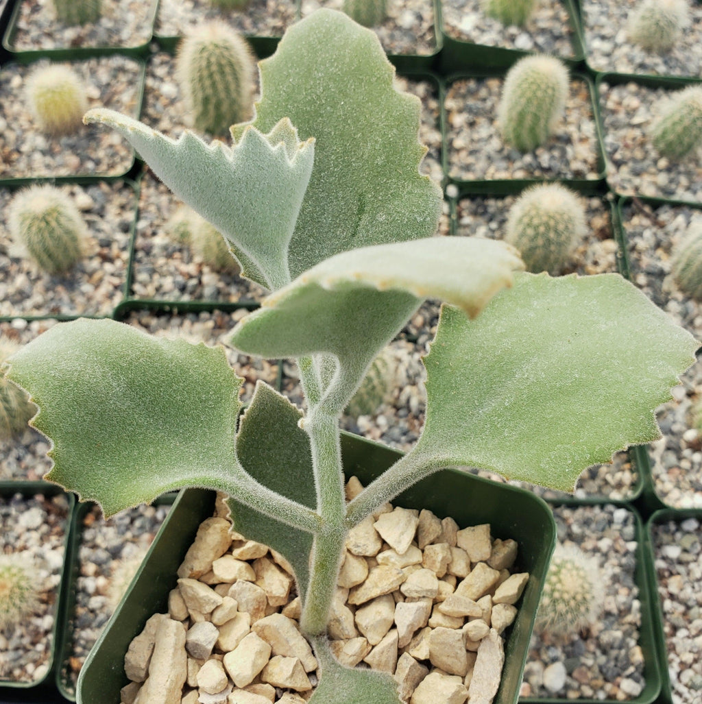 Kalanchoe Millotii