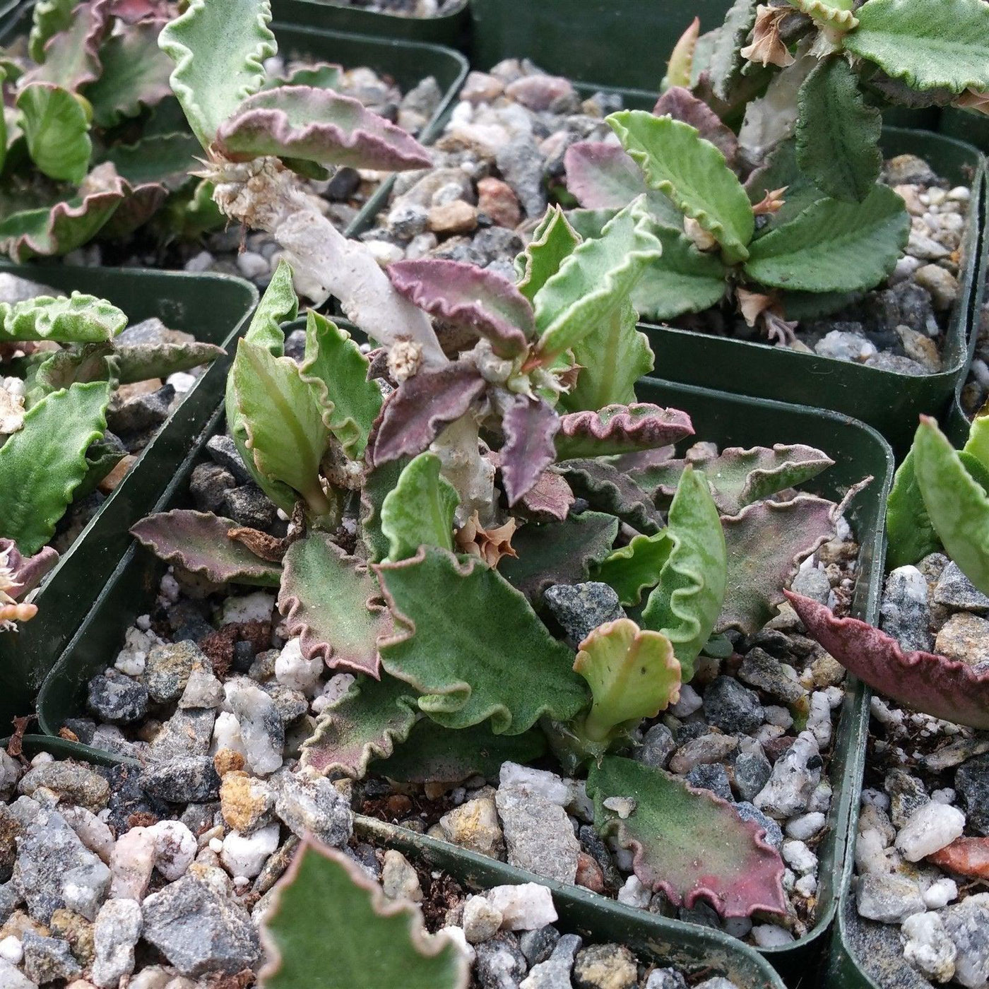 decaisne succulent Euphorbia decaryi var. decaryi – Planet Desert