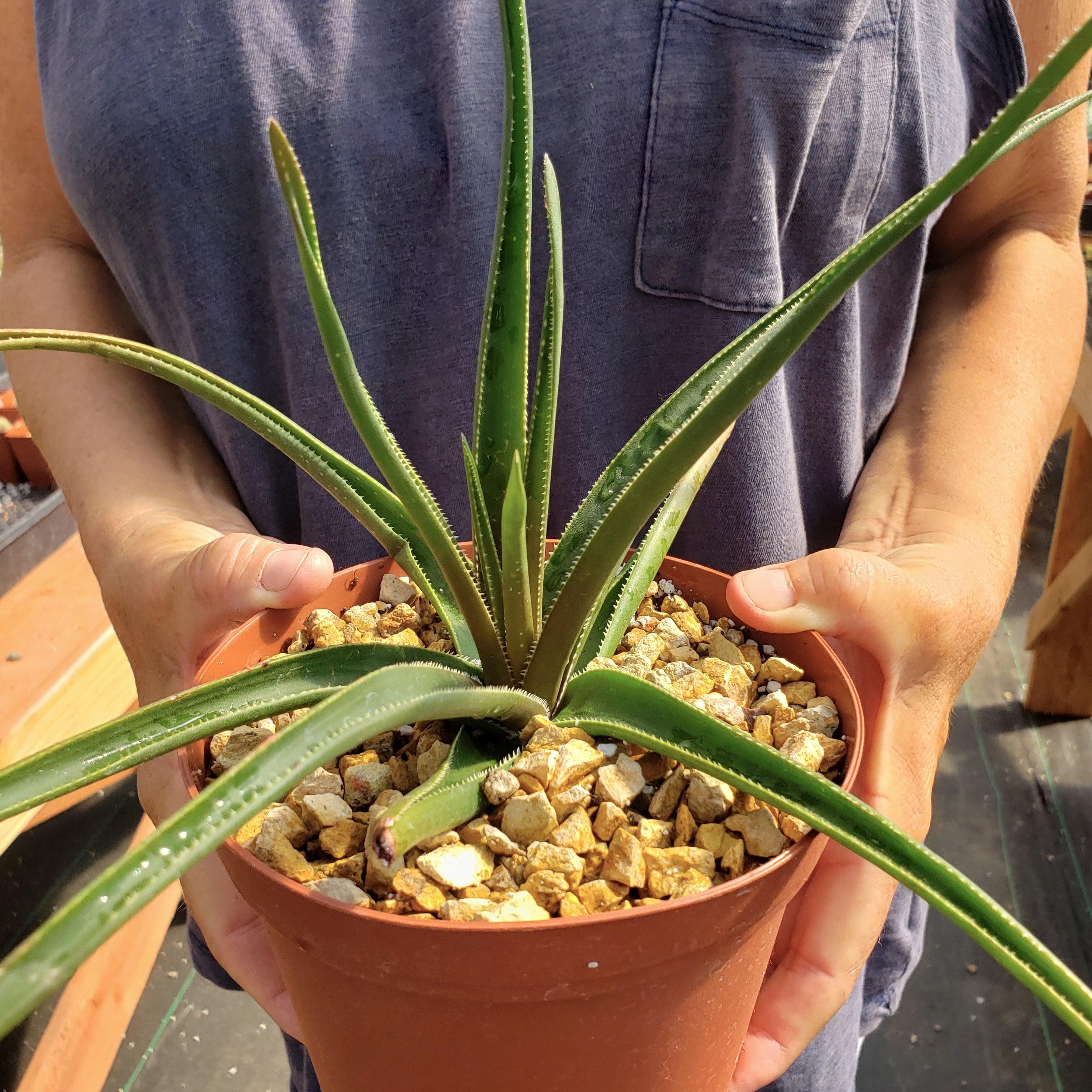 Aloe 'Grassy Lassie' Large